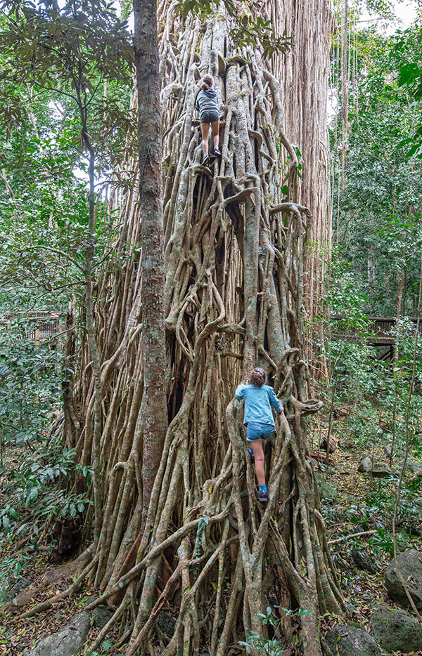 Girl climbing the arboreal roots of a giant figtree