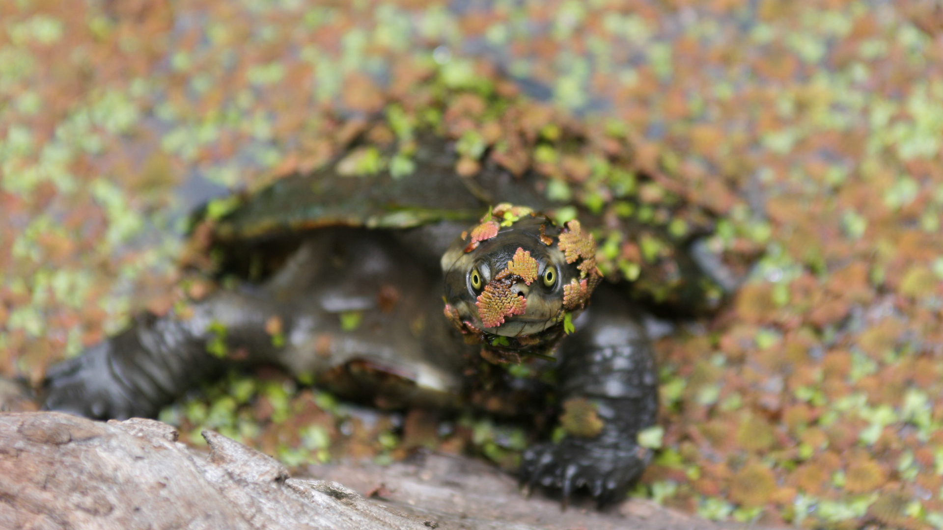 Turtle emerging from water-covering plants onto a rock in a Cairns waterway
