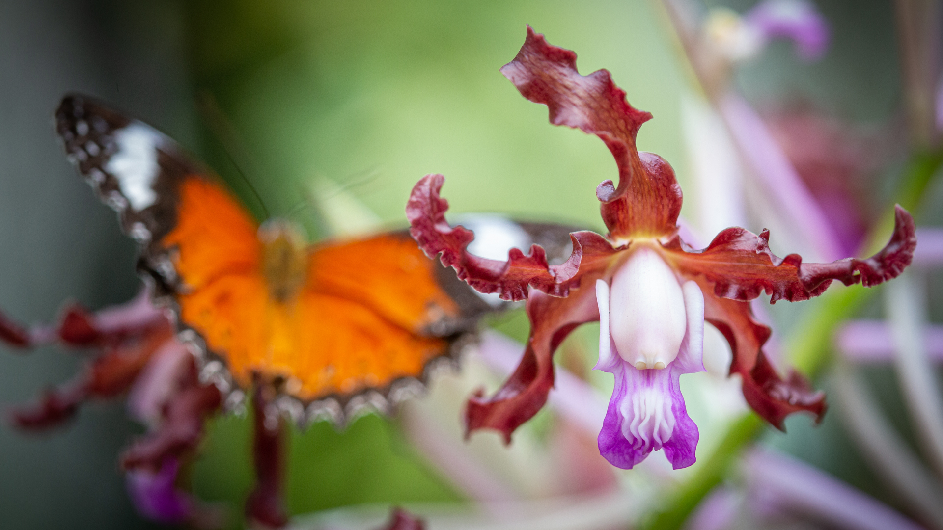 Orange lacewing butterfly near a purple and maroon orchid