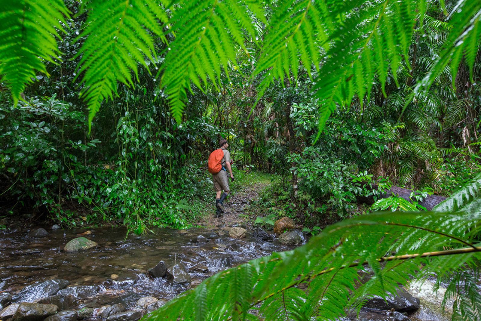 Hiking in the rainforest in Cairns banner image