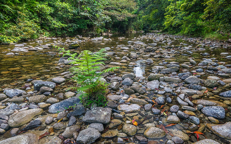 Clear creek at Babinda Boulders with smooth stones and green ferns surrounding